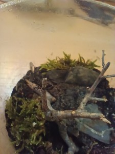 [BLOG]Camponotus nicobarensis de Fourmitien., thumbnail_IMG_20241012_122743.jpg