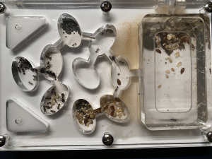 Besoin d'aide pour le développement de ma colonie de Messor barbarus, IMG_6836 - 2.png