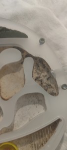 Camponotus nicobarensis Élec, Screenshot_2024-10-24-17-45-47-945_com.google.android.apps.photos.jpg