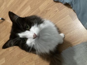 Besoin d'aide pour le développement de ma colonie de Messor barbarus, image.jpg