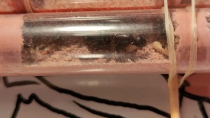 Deux cocons (15/09/2024)., [Q/R] Camponotus barbaricus de Mimiti