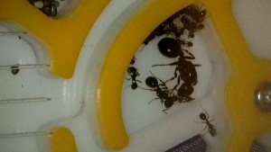 Gyne Messor barbarus morte | Fusion de colonie, 2024-11-12-18-28-14-865.jpg