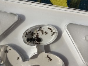 [Blog] Messor barbarus de Lorette, 6 - 30 mars.jpeg