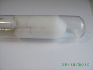 06 dec. (1), [Blog] Crematogaster scutellaris (de David)