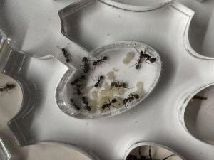 [Blog] Messor barbarus de Lorette, 9 - 27 juillet.jpeg