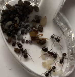 [Blog] Messor barbarus de Lorette, 11 - 5 aout.jpeg