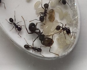 [Blog] Messor barbarus de Lorette, 12 - 8 aout.jpeg