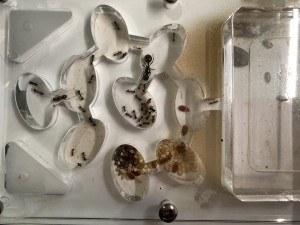[Blog] Messor barbarus de Lorette, 14 - 26 septembre.jpeg