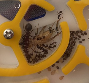 [Blog] Messor barbarus de Lorette, 19 - 7 novembre.jpeg