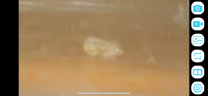 Acariens dans tube de fondation sans ouvrière, IMG_7541.png