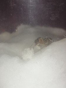 [Lasius emarginatus] Formica ou Lasius?, IMG_20241218_210038.jpg