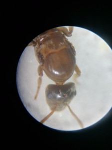 [Lasius emarginatus] Formica ou Lasius?, IMG_20241219_131807.jpg