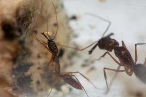 Délicate opération de transport d'un œuf, [Blog] Odontomachus²