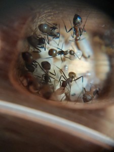 wahou, [Blog] Les Camponotus nicobarensis de natant