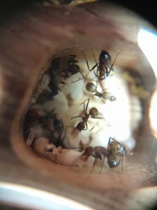 la salle est remplie !, [Blog] Les Camponotus nicobarensis de natant