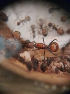 mais qui voilà ?, [Blog] Les Camponotus nicobarensis de natant