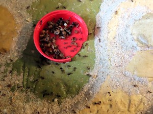 Photo n° 5, Sortie de diapause en vue...