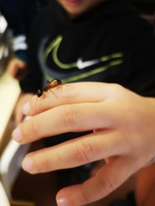 [Blog] Camponotus africaines, sanctus et sp d'Afrique de l'est, IMG_20241219_141929.jpg