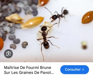 [Q/R] Les Tetramorium de Campo 44, IMG_2338.jpeg