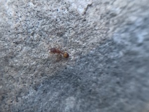 Demande d'identification, 789B371E-2C42-4BF1-A64D-180AA3DA864F.jpeg