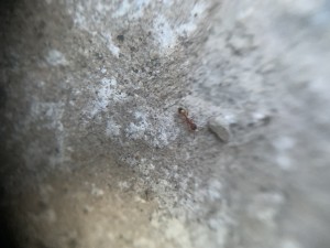 Demande d'identification, 1515D6EB-B7F8-4DD8-BF6C-D474635890CD.jpeg