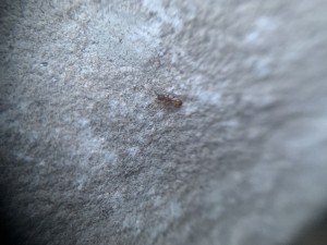 Demande d'identification, D08EE668-657D-4631-A3C6-40B6901C8F2C.jpeg