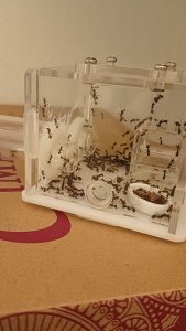 Dehors!!!, [Blog] Les Messor barbarus de Phasman
