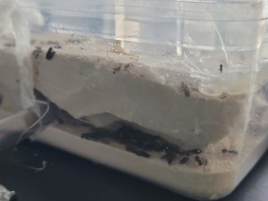 Le nouveau nid 2, [Blog] Les Messor barbarus de Phasman