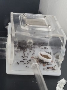 Un nouveau nid!!! 2, [Blog] Les Messor barbarus de Phasman