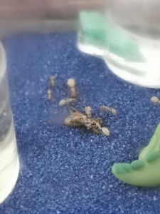 [Blog] Camponotus fedtschenkoi de Marie Aromat, IMG_20250319_135204.jpg