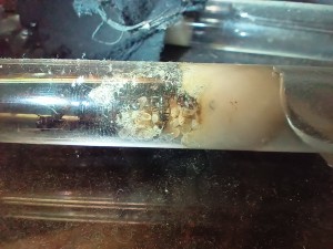 couvain, [BLOG]Camponotus nicobarensis de Fourmitien.