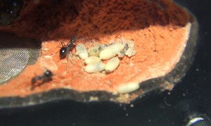 Cocons Myrmecocystus mimicus, [Blog] Myrmecocystus mimicus (fourmi pot de miel) de Seed noir