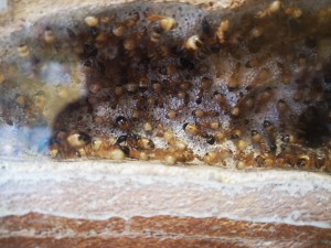 , IMG_20250324_081316.jpg