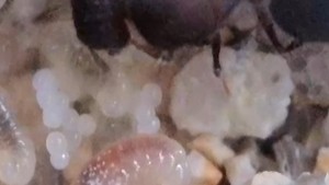[Blog] Meranoplus bicolor de Lorette, 2025-03-24-18-19-16-182.jpeg
