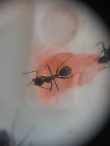 [Blog] Les Camponotus ligniperda & Formica cinerea de natant !, az.jpg
