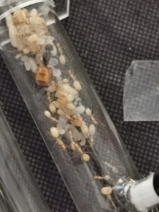 [Blog] Camponotus fedtschenkoi de Marie Aromat, IMG_20250411_090919.jpg