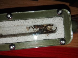 [BLOG]Les C.nicobarensis de Gigantiosp 59, IMG_20250419_213052.jpg