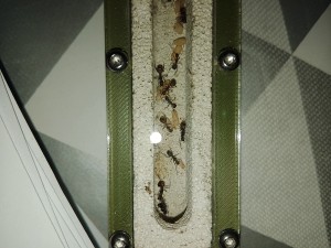 [BLOG]Les C.nicobarensis de Gigantiosp 59, IMG_20250424_225420.jpg