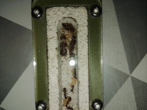 [BLOG]Les C.nicobarensis de Gigantiosp 59, IMG_20250424_225415.jpg