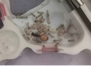 [Q/R] 1 gynes Camponotus fedstchenkoi 2023 (dark morph), Screenshot_20250428_124502.jpg