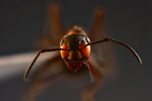 Focus stacking, Le Focus Stacking