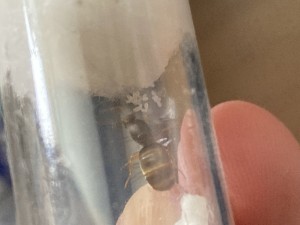 Y’a même un petit tas qui s’est formé ! :), [Blog] Messor barbarus Élec (2) + bertrude 2