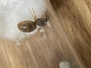 [Blog] Messor barbarus Élec (2) + bertrude 2, IMG_2629.jpeg