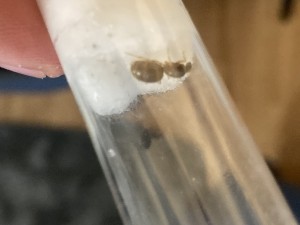 Photos dans l’ordre chronologique, [Blog] Messor barbarus Élec (2) + bertrude 2