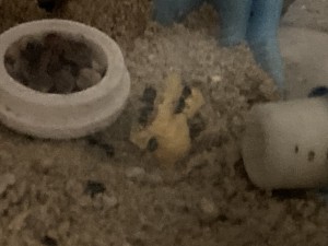 [Q/R] Messor barbarus Marmoun, IMG_2635.jpeg