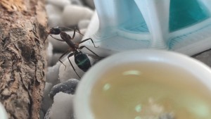 Et que je goute l'eau bleue., [Blog] Camponotus barbaricus de Mimiti