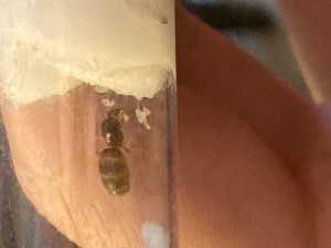 [Blog] Messor barbarus Élec (2) + bertrude 2, IMG_2661.jpeg