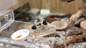 La mouche découpée, [Q/R] Camponotus barbaricus de Mimiti