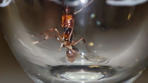 Identification Gyne Martinique, 1746977081513 (1).jpg