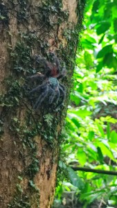 Identification Gyne Martinique, 1747086799473 (7).jpg